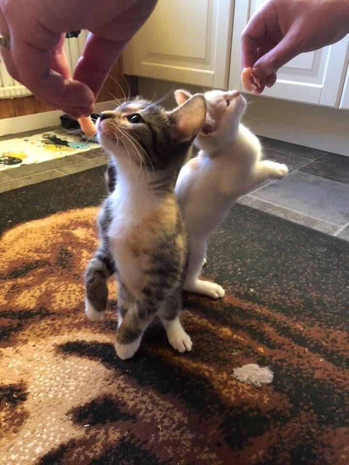 🐱 Kittens — IMG_4873.JPG